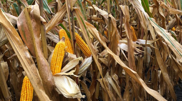 corn-trait-selection-burrus-seed