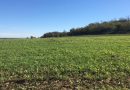 photo of a field of cover crop