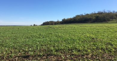 photo of a field of cover crop