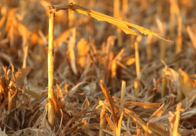 Learn from Your Corn Stalks