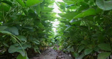 Managing Continuous Soybeans