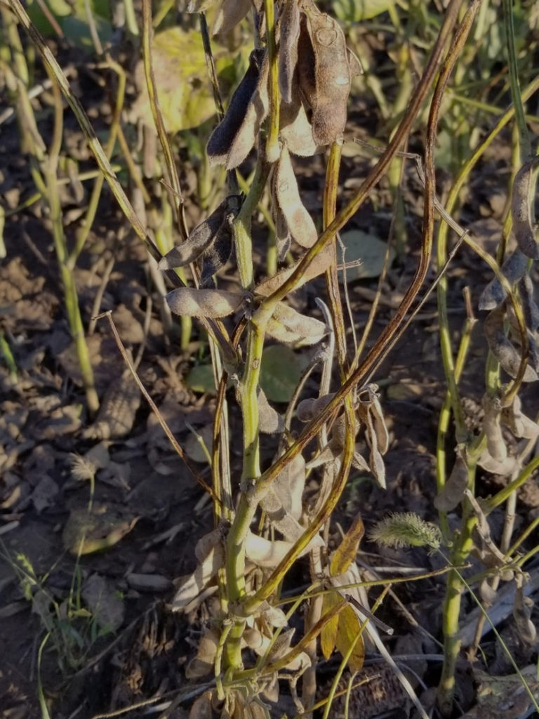 green stem syndrome in soybean