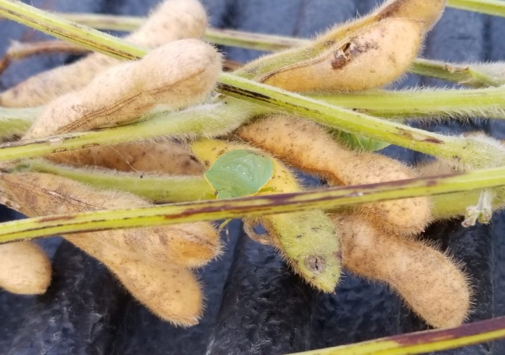 green stinkbug on green stem syndrome soybean