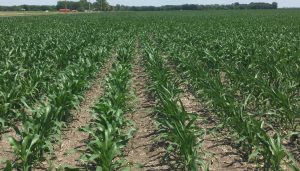 drought stressed cornfield