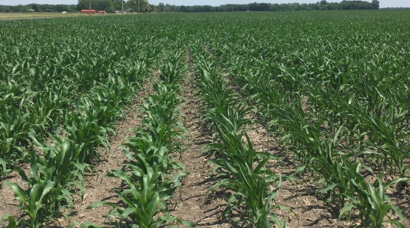 drought stressed cornfield